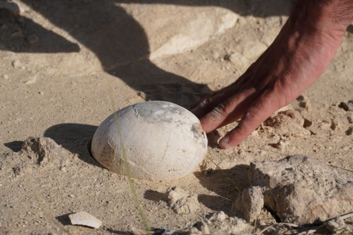 70-Million-Year-Old Dinosaur Egg