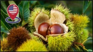 American Chestnut Revival Plan Moves Forward Scientists Race To Bring Back Lost Tree