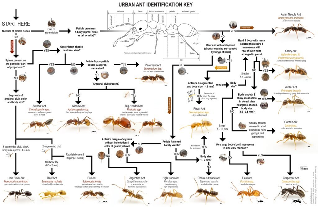 Why Some Ant Species Survive by Sheer Numbers Instead of Heavy Defense 3 Ant Colony Identification Flow Chart
