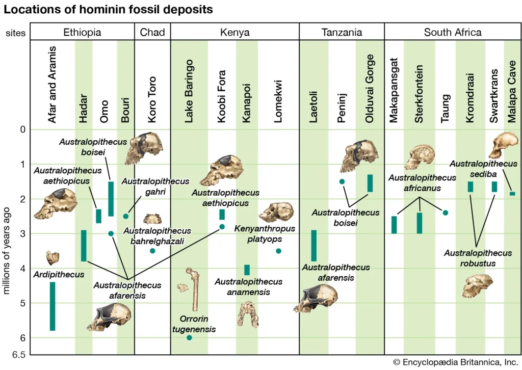 Australopithecus and early Homo fossil timeline