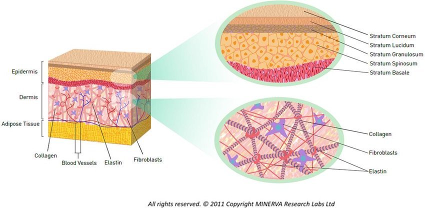 Cross-section diagram showing epidermal hydration