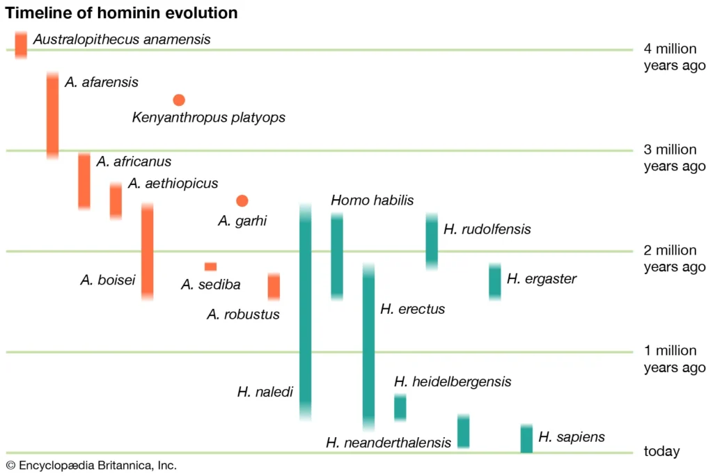 Early human evolutionary tree chart