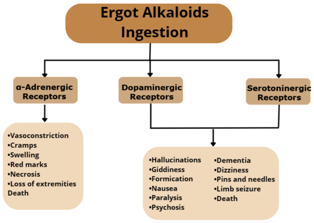 Ergot Alkaloids and Their Effects