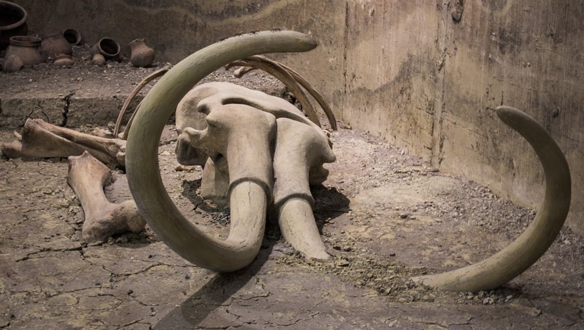 Fossil Hunters Searching for Mammoths