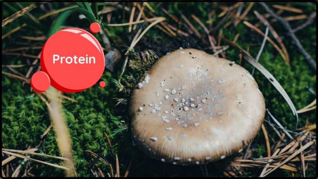 Gene-Edited Fungus Protein Could Change How Meat Is Produced