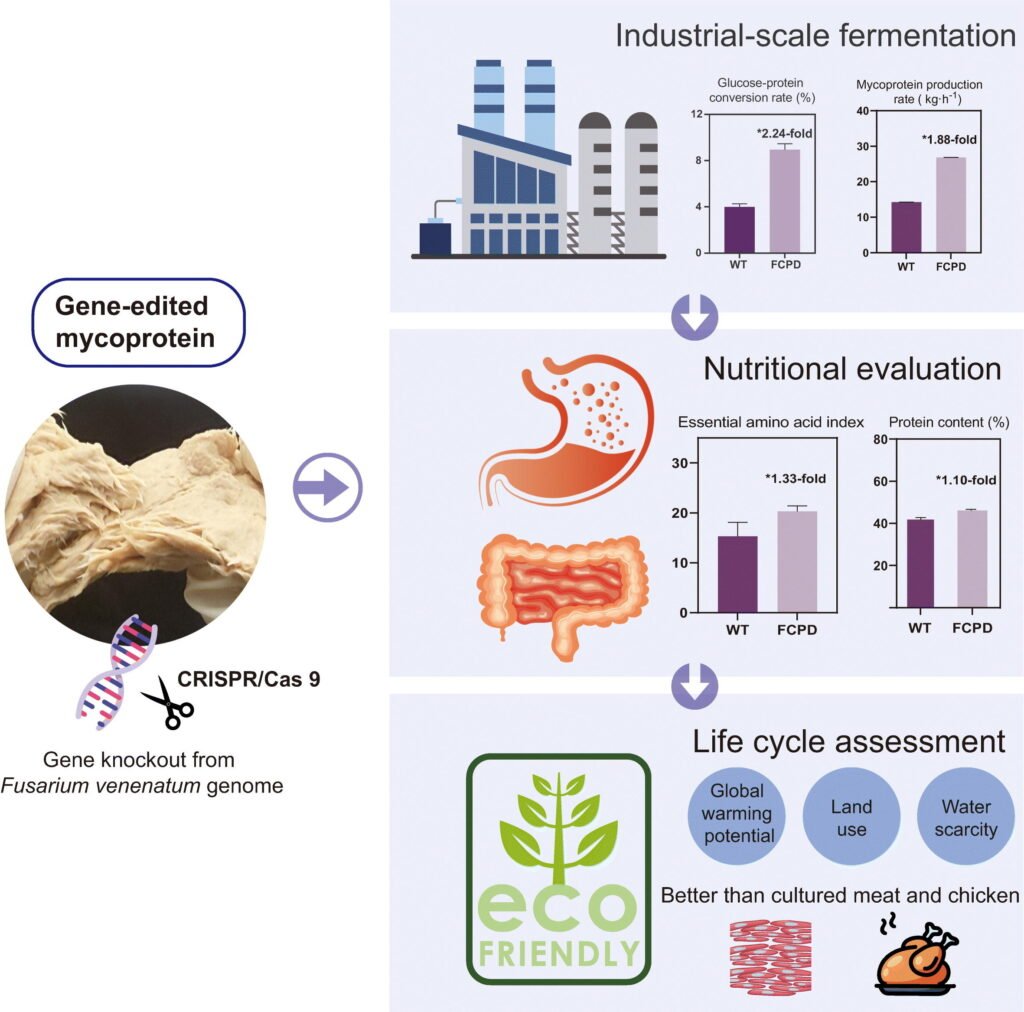 Gene‑Edited Mycoprotein Data