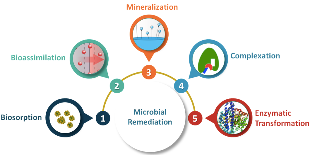 Microbial bioremediation process