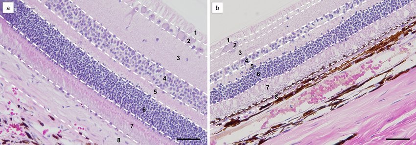 Microscopic structure of the tapetum lucidum showing compressed fibers in winter condition