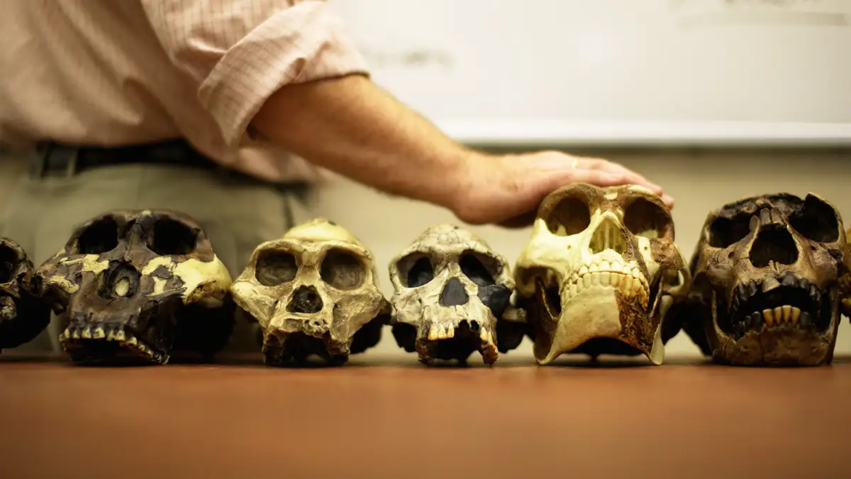 Newly Found Skeleton