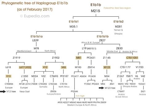 Phylogenetic Tree of Haplogroup E1b1b