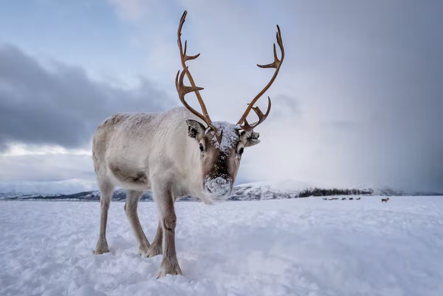 Reindeer Eyes Change Color in Winter