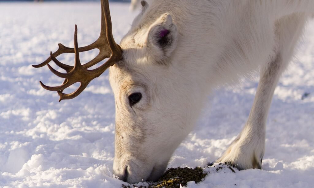 Reindeer winter vision detecting lichen beneath snow using blue and ultraviolet light