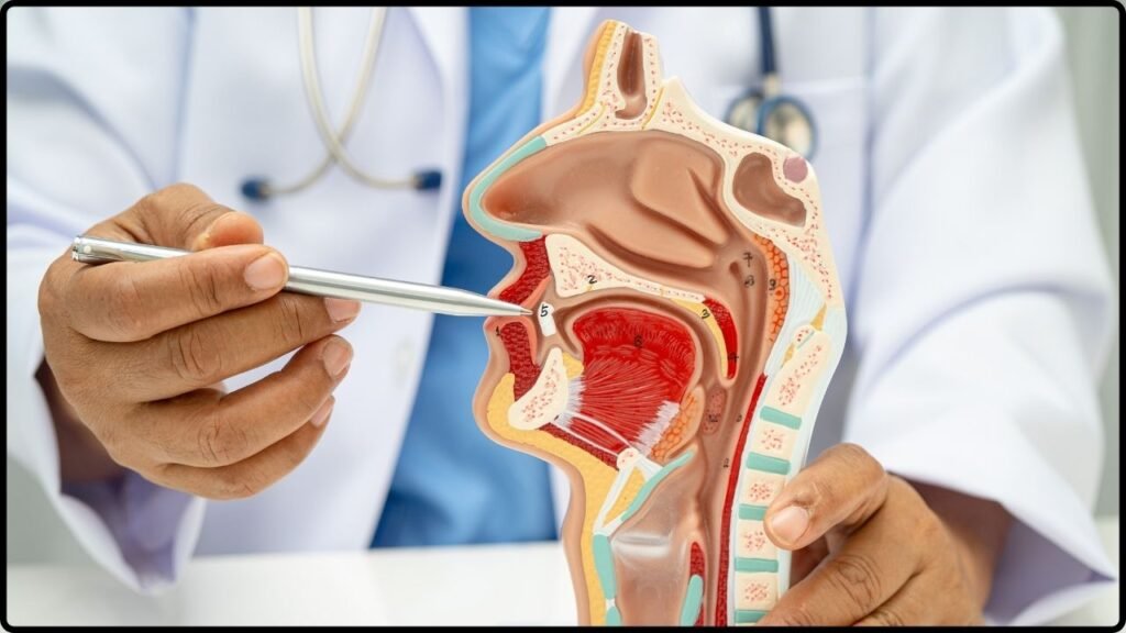 Researchers Detect a Small Organ Hidden Near the Nasal Passage