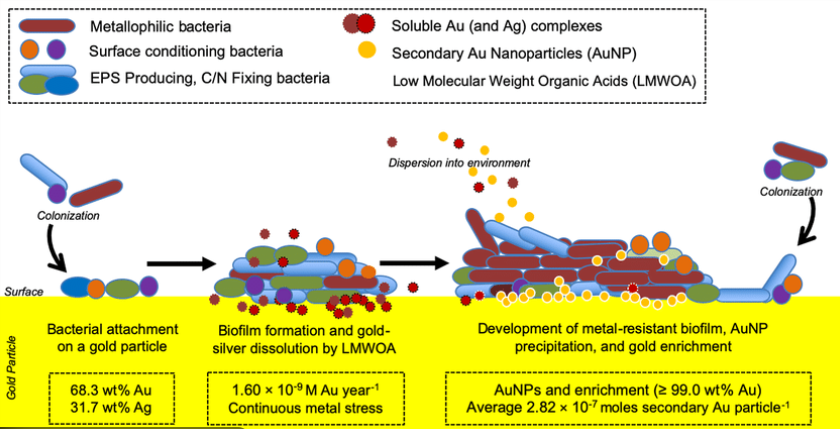 Schematic of gold biogeochemical cycling and bacteria interactions