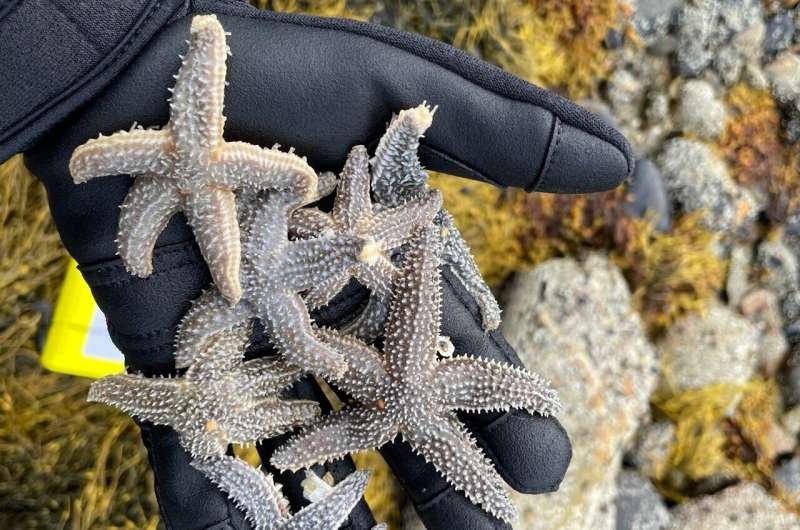 Unusual Starfish Species Found in the Atlantic