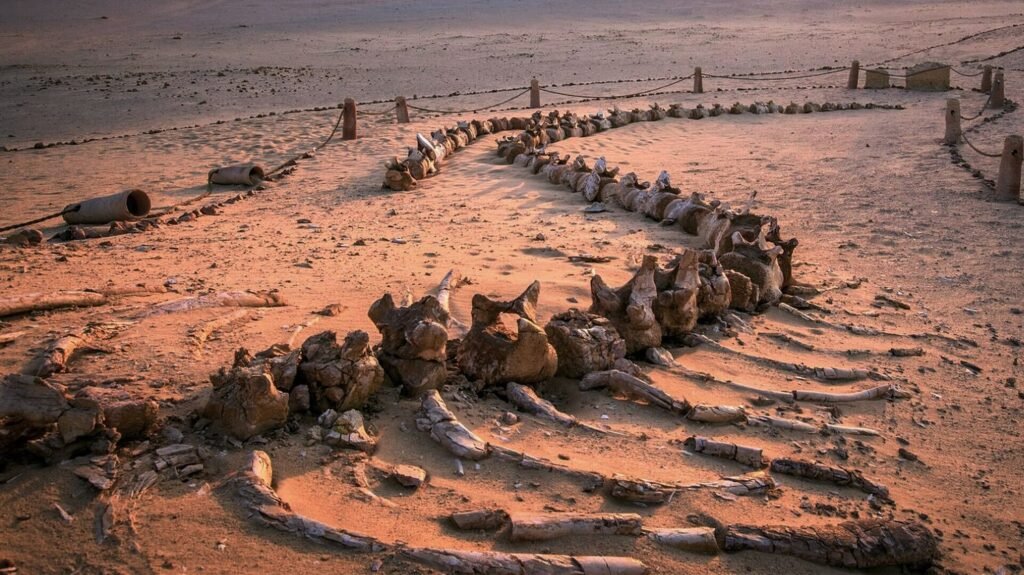 Ancient Whale Bones