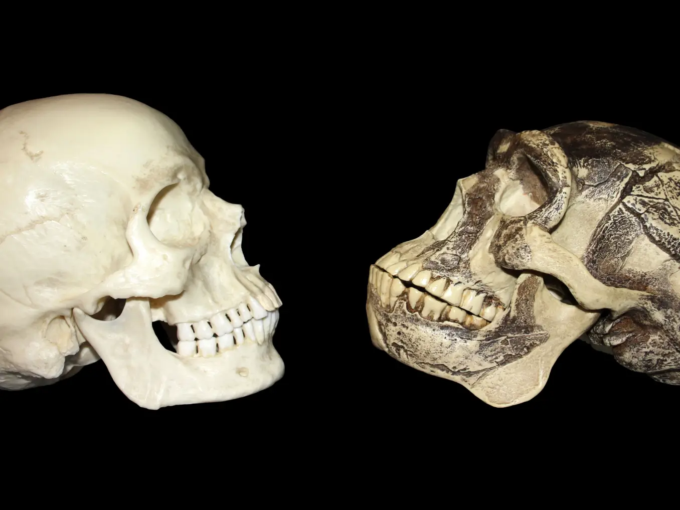 Could One Skull Disprove Everything We Thought About Human Origins?
