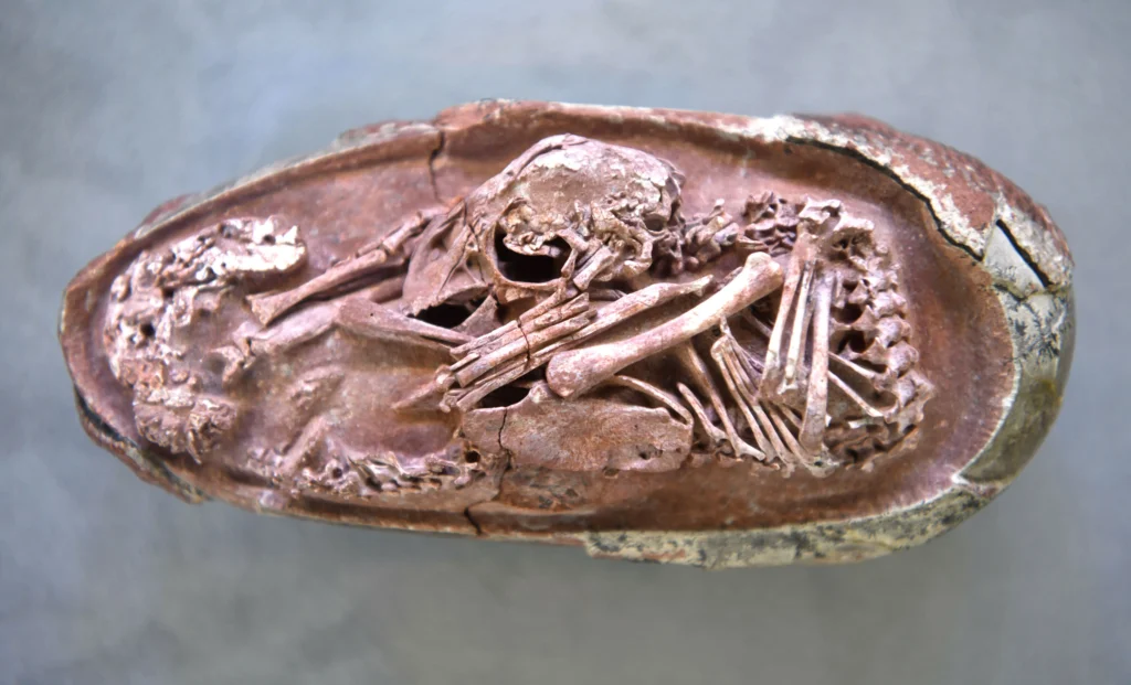 Dinosaur Embryo for Insights into De-Extinction