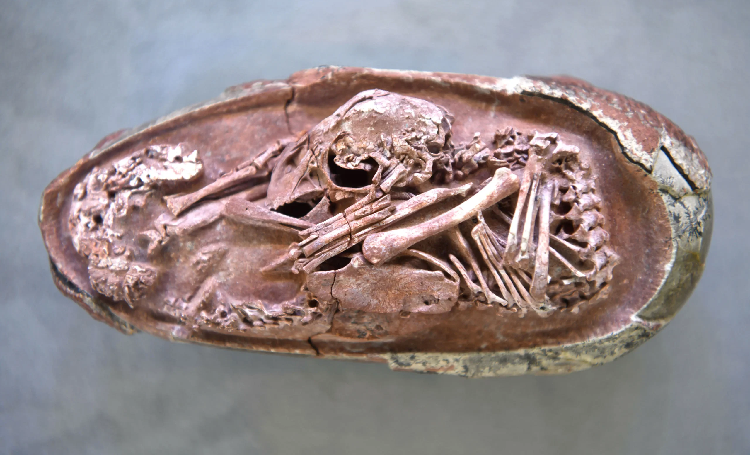 Dinosaur Embryo for Insights into De-Extinction