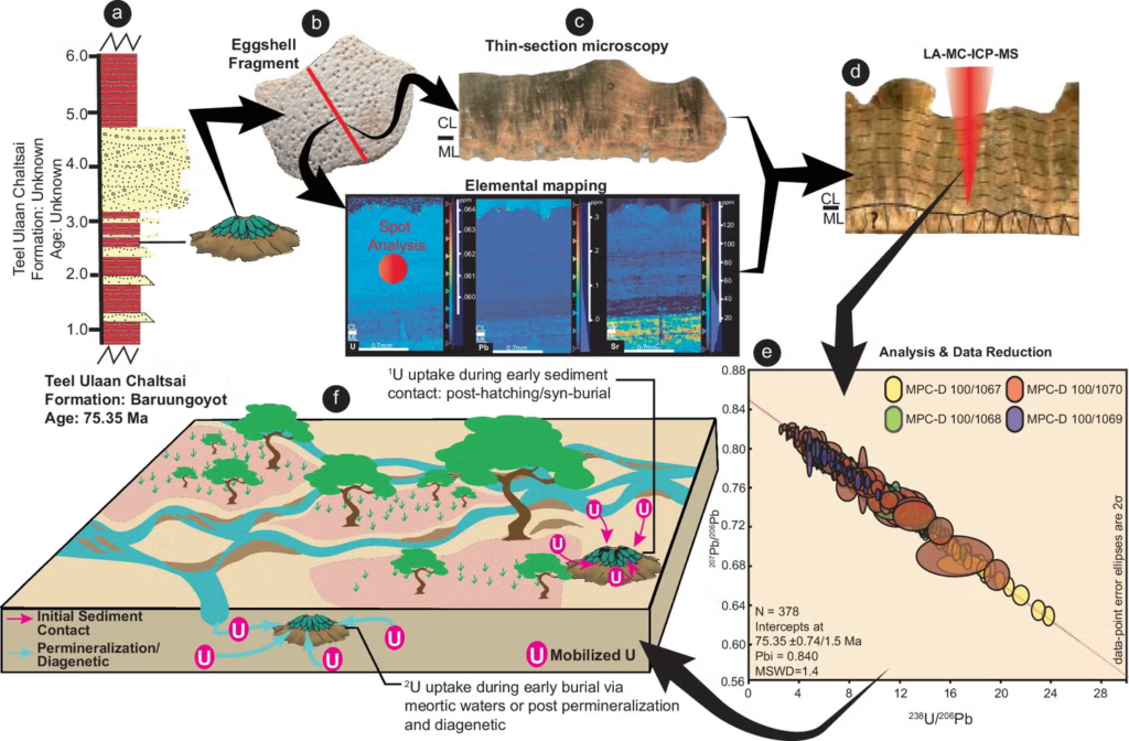 Dinosaur Eggshells Diagram