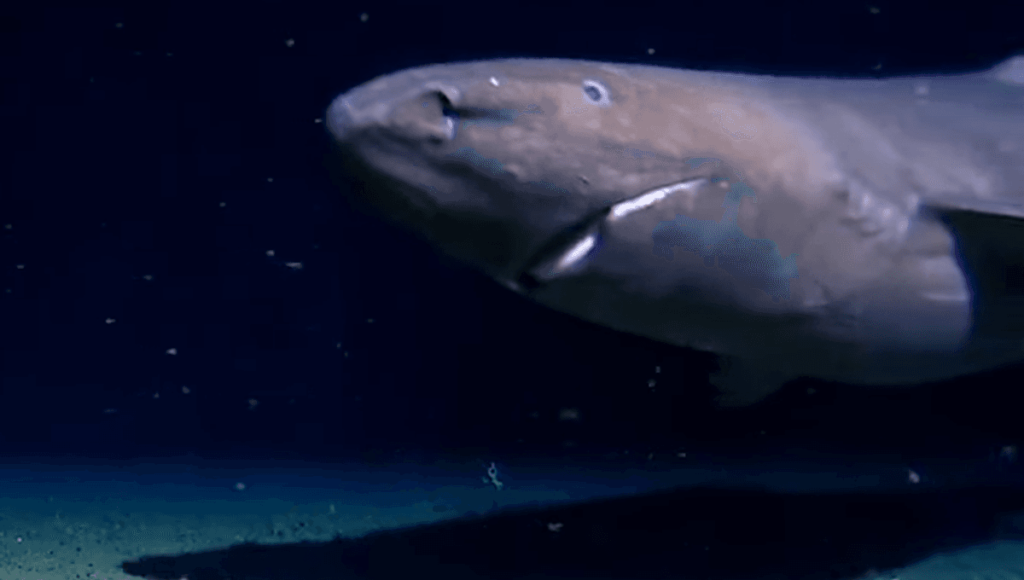 Rare Footage of a Shark