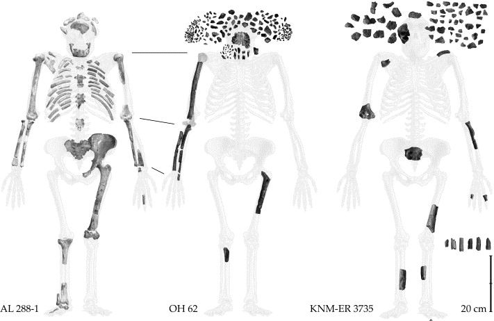 A Newly Found Skeleton Details