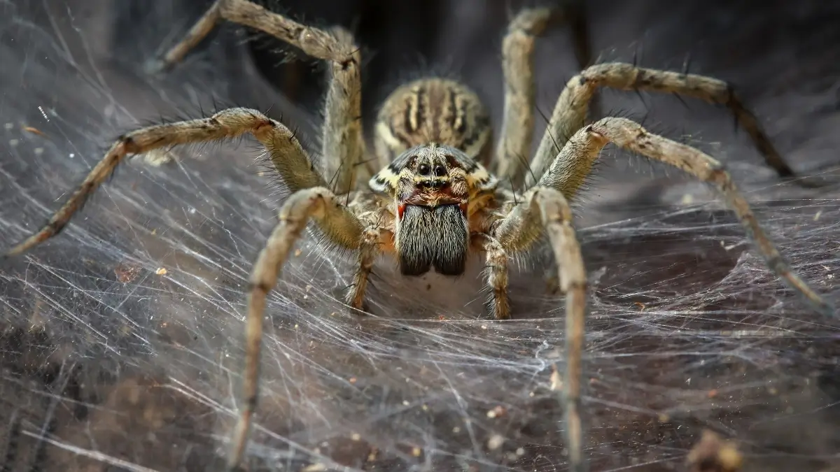 Spider Whose Web Can Stretch Across an Entire River