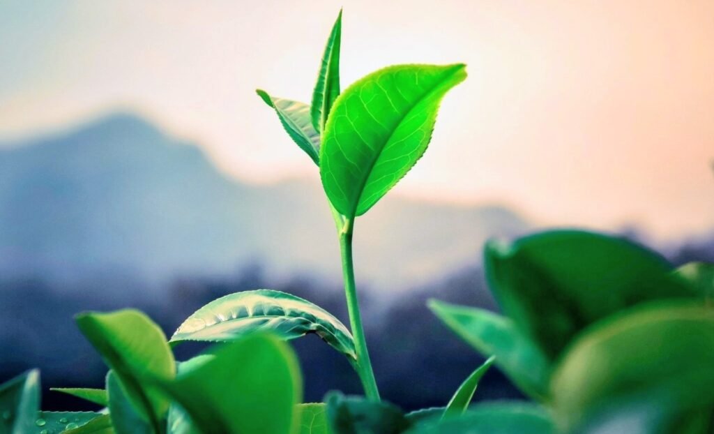 Tea Plants Successfully Grown in Lunar Soil Samples