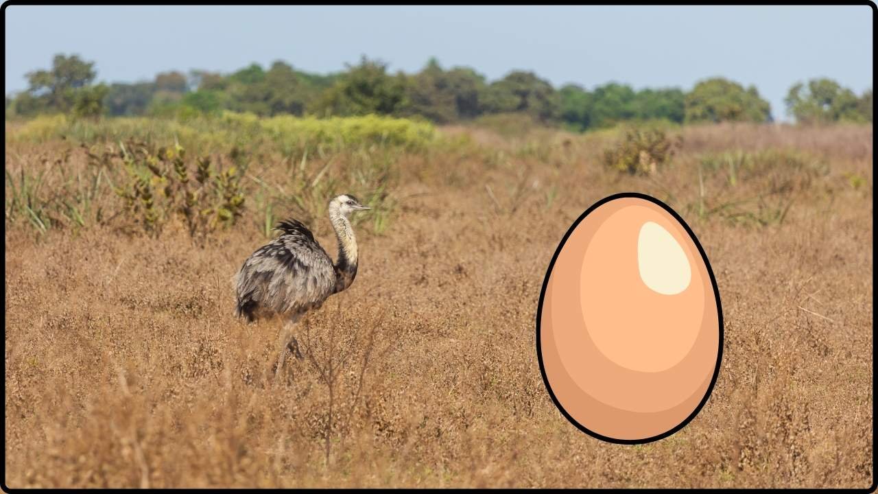 Ancient Ostrich Eggshell Engravings