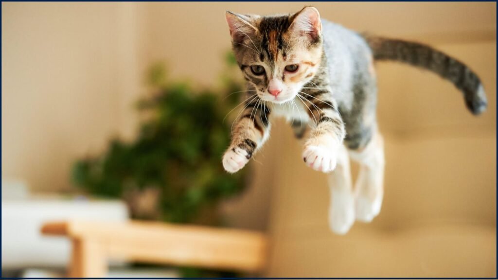 Famous Falling Cat Phenomenon