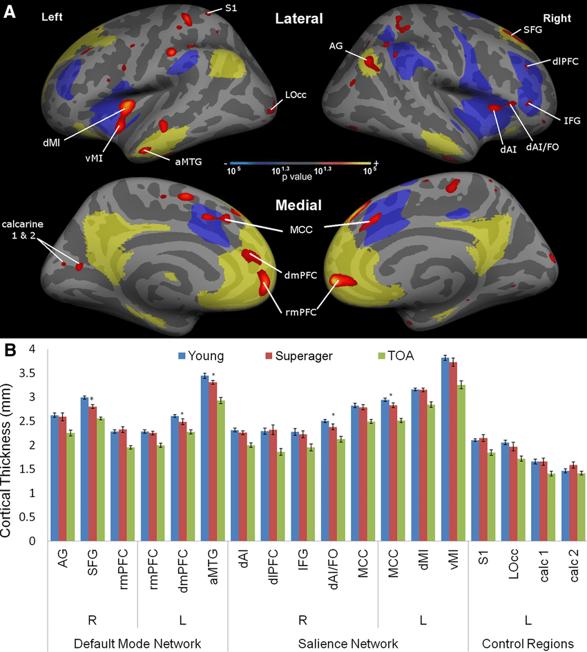 Regions-of-preserved-cortical-thickness-in-superagers-within-the-default-mode-and