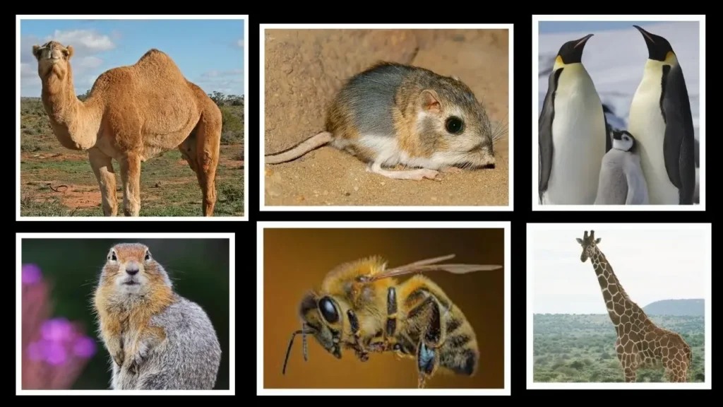 Animals With Unusual Ways of Controlling Body Temperature