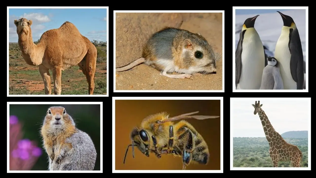 Animals With Unusual Ways of Controlling Body Temperature