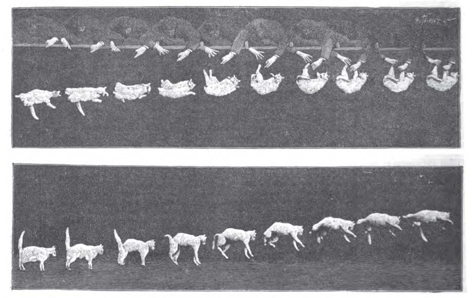 Falling Cat Phenomenon